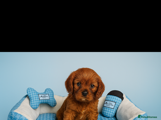 Cavalier King Charles Spaniel dogs - Advert 7