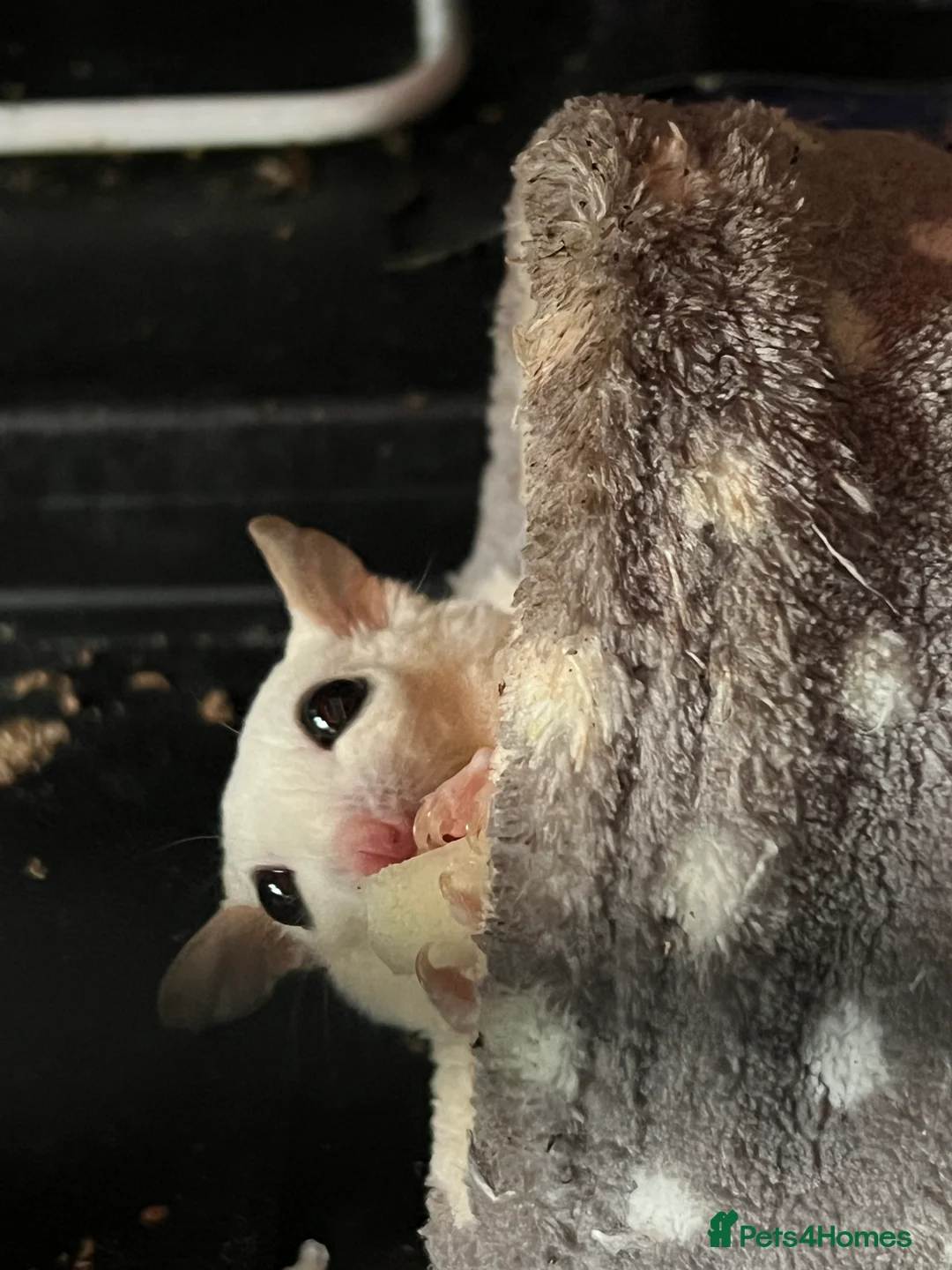 Sugar Glider rodents for sale: selling both sugar gliders  in West Drayton - Advert 13