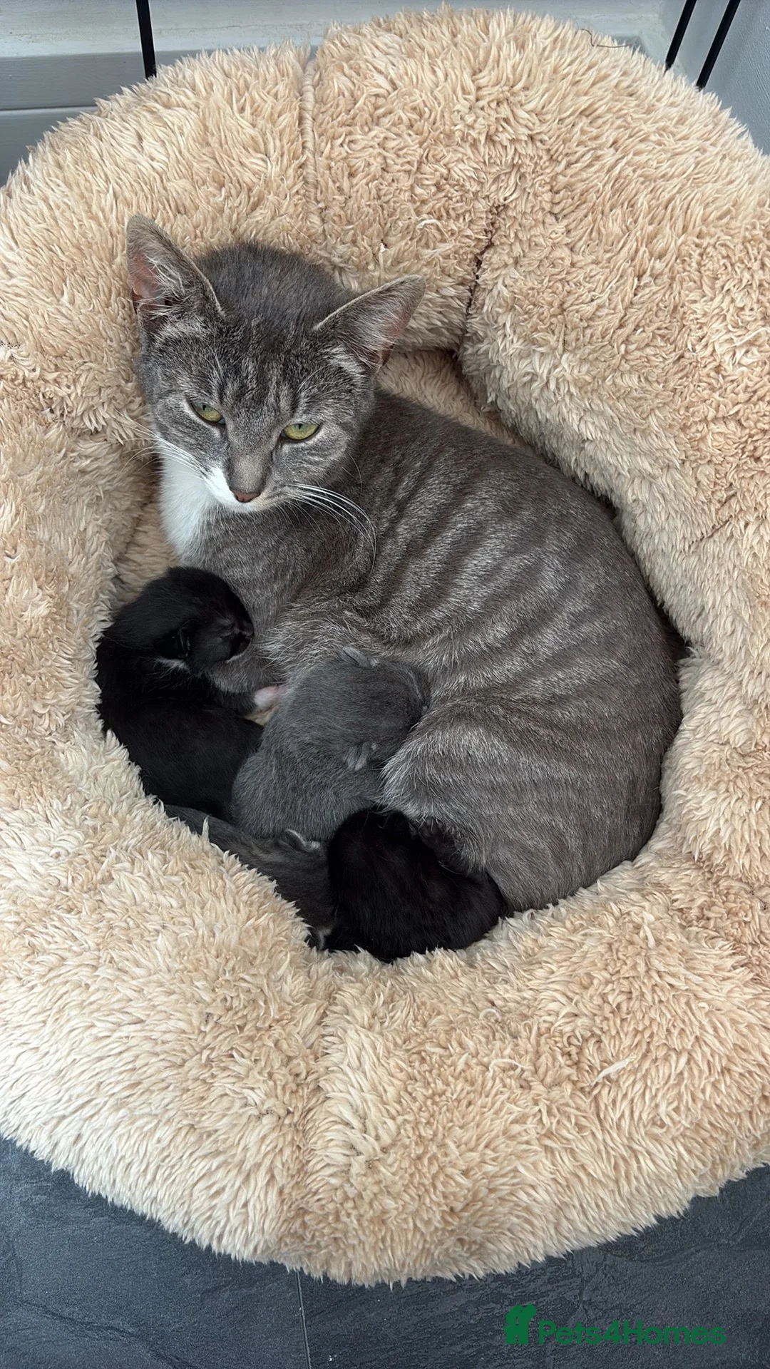 Domestic Shorthair cats for sale: Stunning litter of kittens  - Advert 1