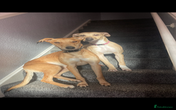 Greyhound dogs for sale: Saluki bull greyhounds - Image 11