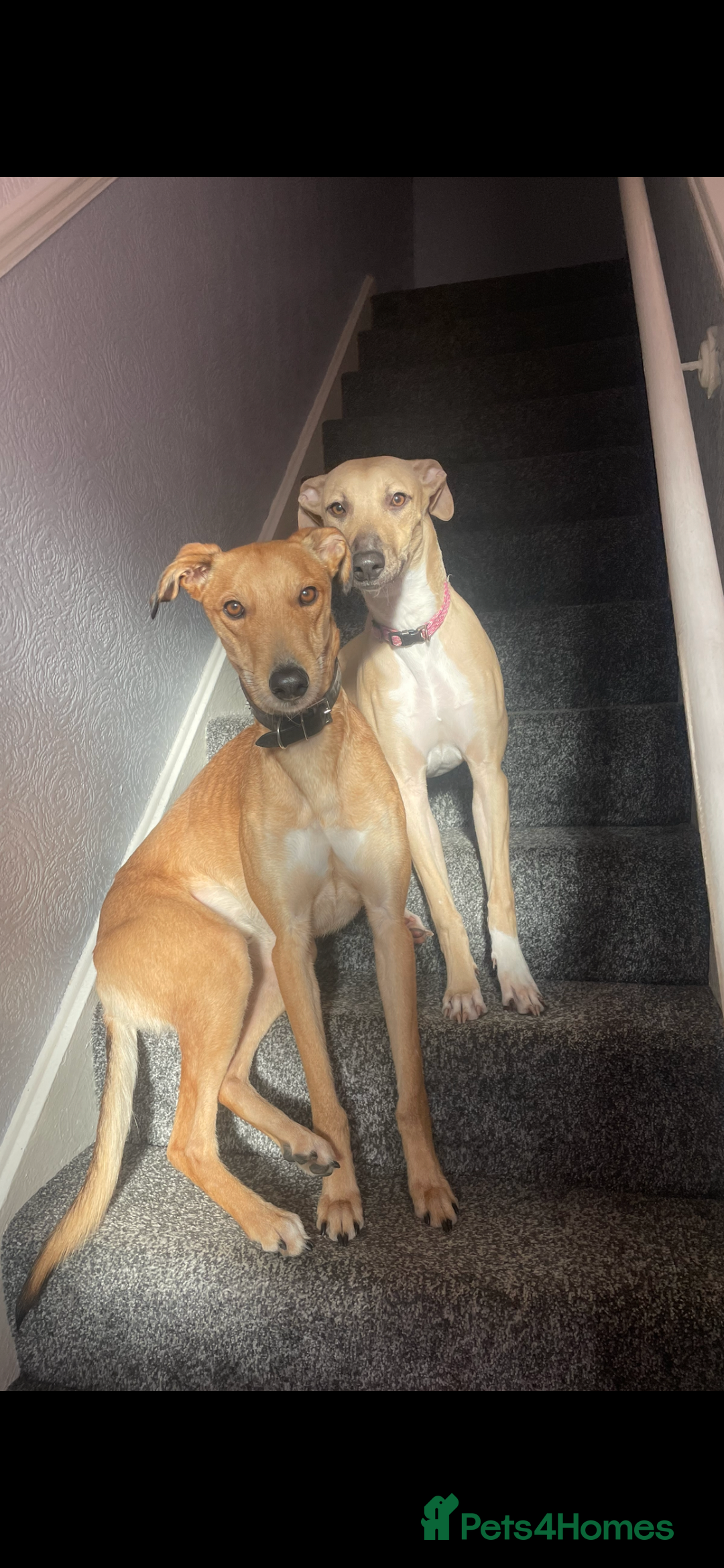 Greyhound dogs for sale: Saluki bull greyhounds - Image 11