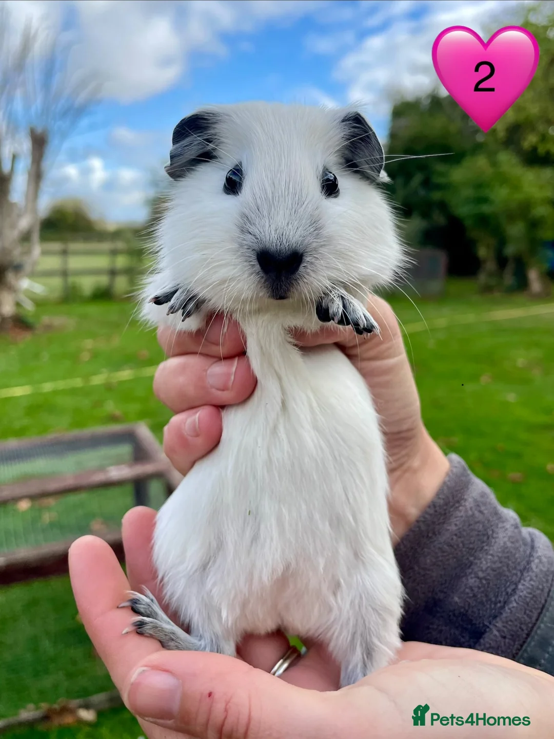 Guinea Pig rodents for sale: Californian Guinea pigs - Advert 2