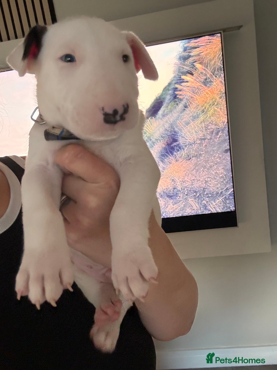 English Bull Terrier dogs for sale: ⭐️Ready Now ⭐️KC Champion EBT Pups ⭐️ - Advert 18