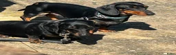 Miniature Dachshund dogs for sale: Miniature smooth haired dachshund pups for sale - Advert 7