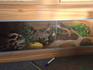 Snake reptiles Ball Python - Advert 1