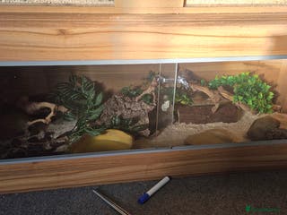 Snake reptiles Ball Python - Advert 13