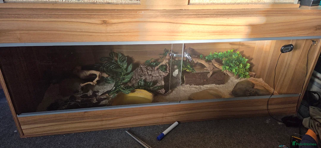 Snake reptiles for sale: Ball Python - Advert 1