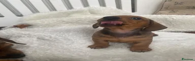 Miniature Dachshund 3