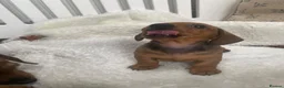 Miniature Dachshund dogs for sale: Miniature dapple dachshund puppies for sale  - Advert 15