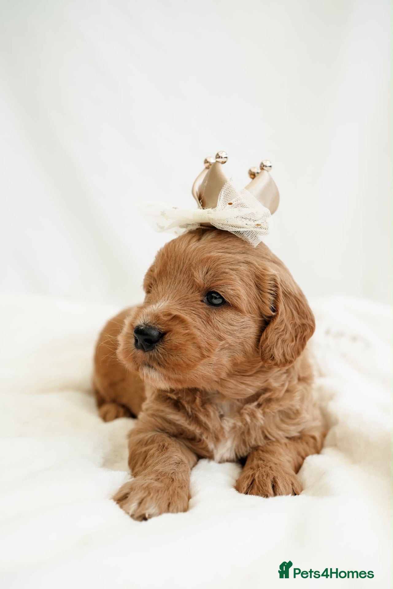Mini Goldendoodle dogs F1 Miniature Goldendoodle’s - Advert 1