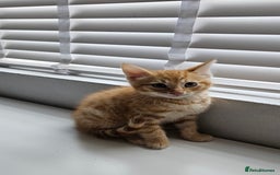 Maine Coon cats for sale: Kittens - Image 1
