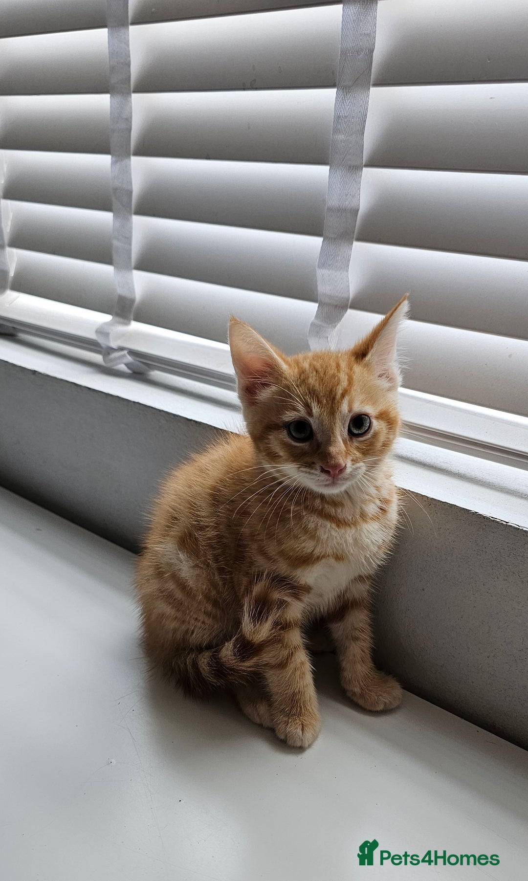 Maine Coon cats for sale: Kittens - Image 1