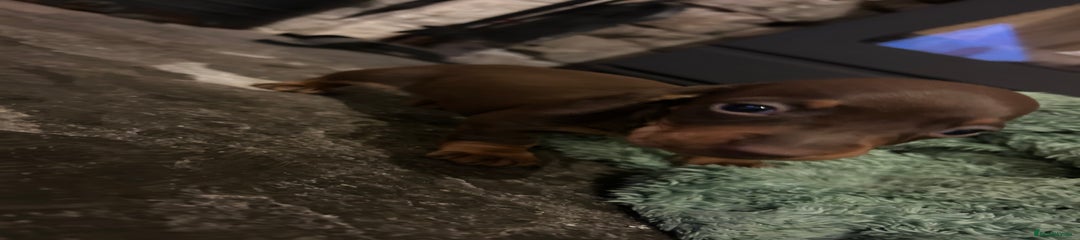 Miniature Dachshund Puppy 2