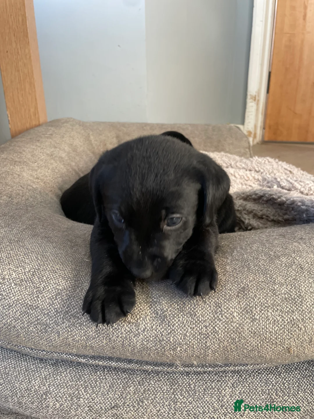 Labrador Retriever dogs for sale: Labrador puppies - Advert 6