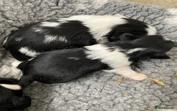 Shih Tzu dogs for sale: Shihtzu pups 5*breeder  - Image 10