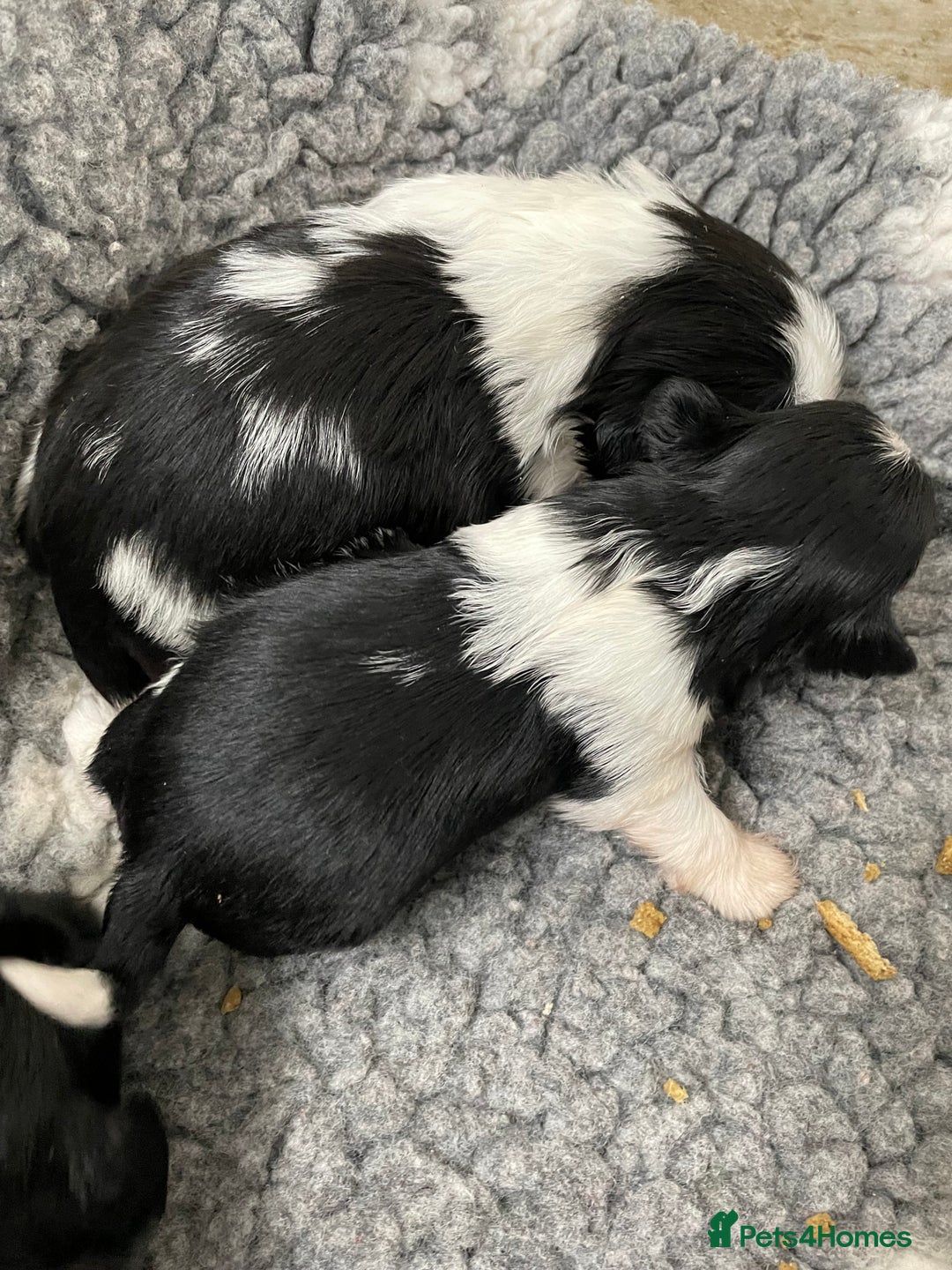 Shih Tzu dogs for sale: Shihtzu pups 5*breeder  - Image 10