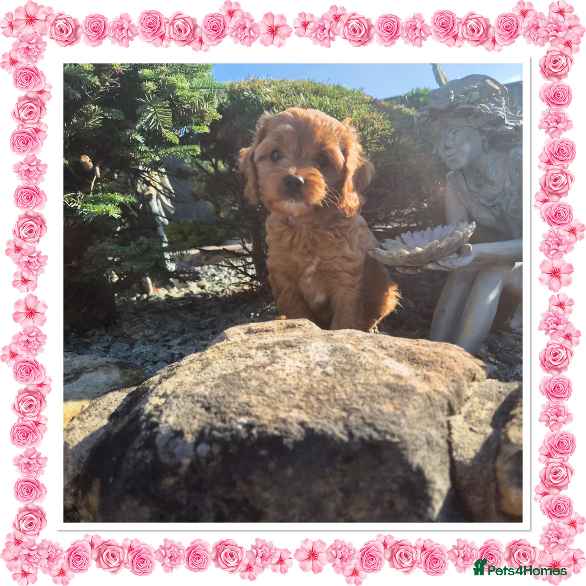 Cavapoo dogs Cavapoo puppies READY NOW - Advert 2