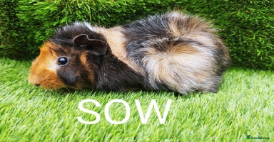 Guinea Pig rodents - Advert 16