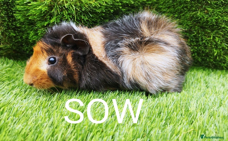 Guinea Pig rodents - Advert 4