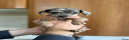 Mixed Breed dogs for sale: Miniature dachshund x Bichon puppies  - Advert 19