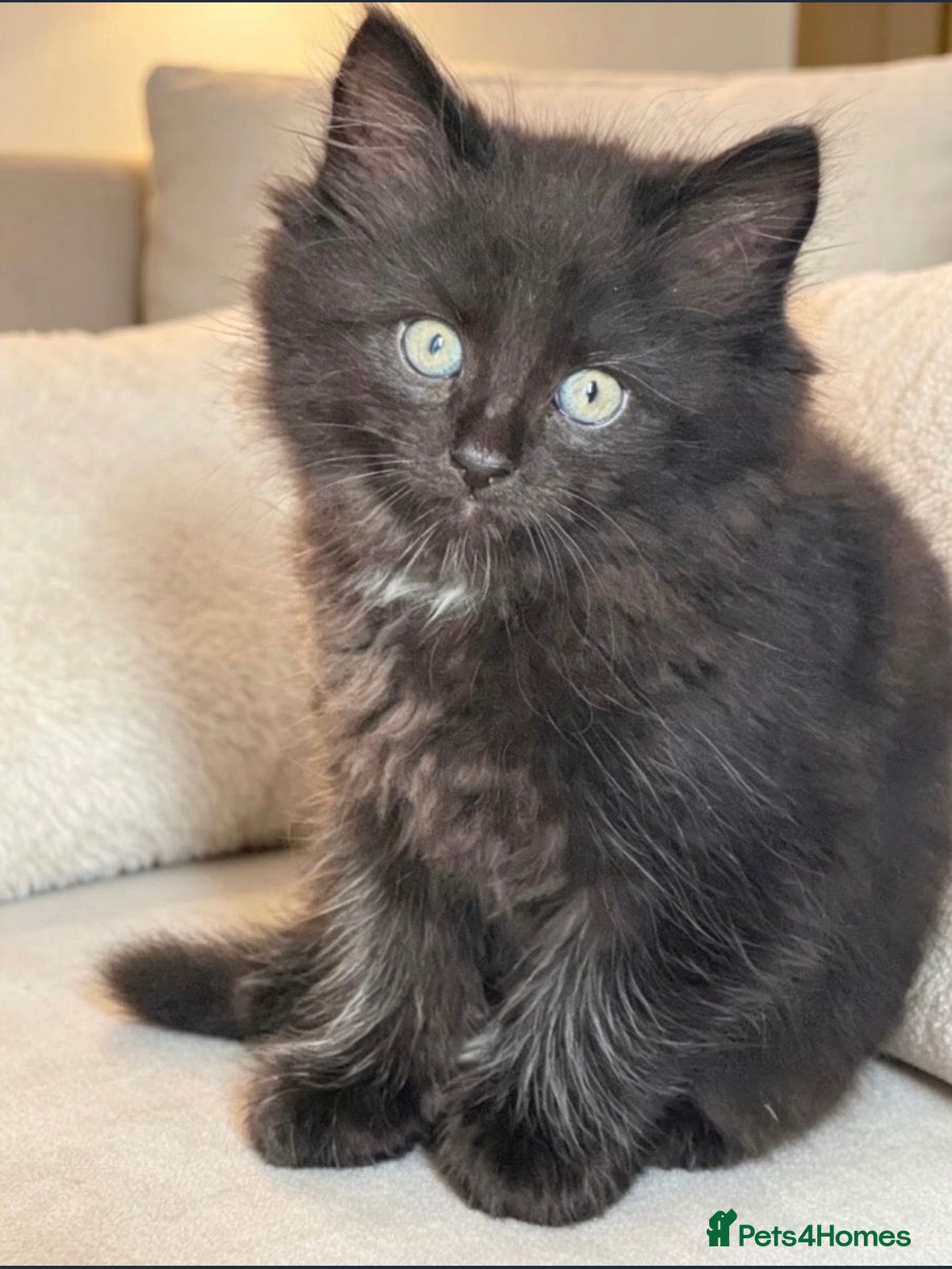 Mixed Breed cats Kitten - Advert 2
