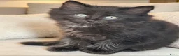 Mixed Breed cats for sale: Kitten - Advert 1