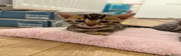 Bengal cats for sale: TICA registered pure bred Bengal kittens - Advert 9
