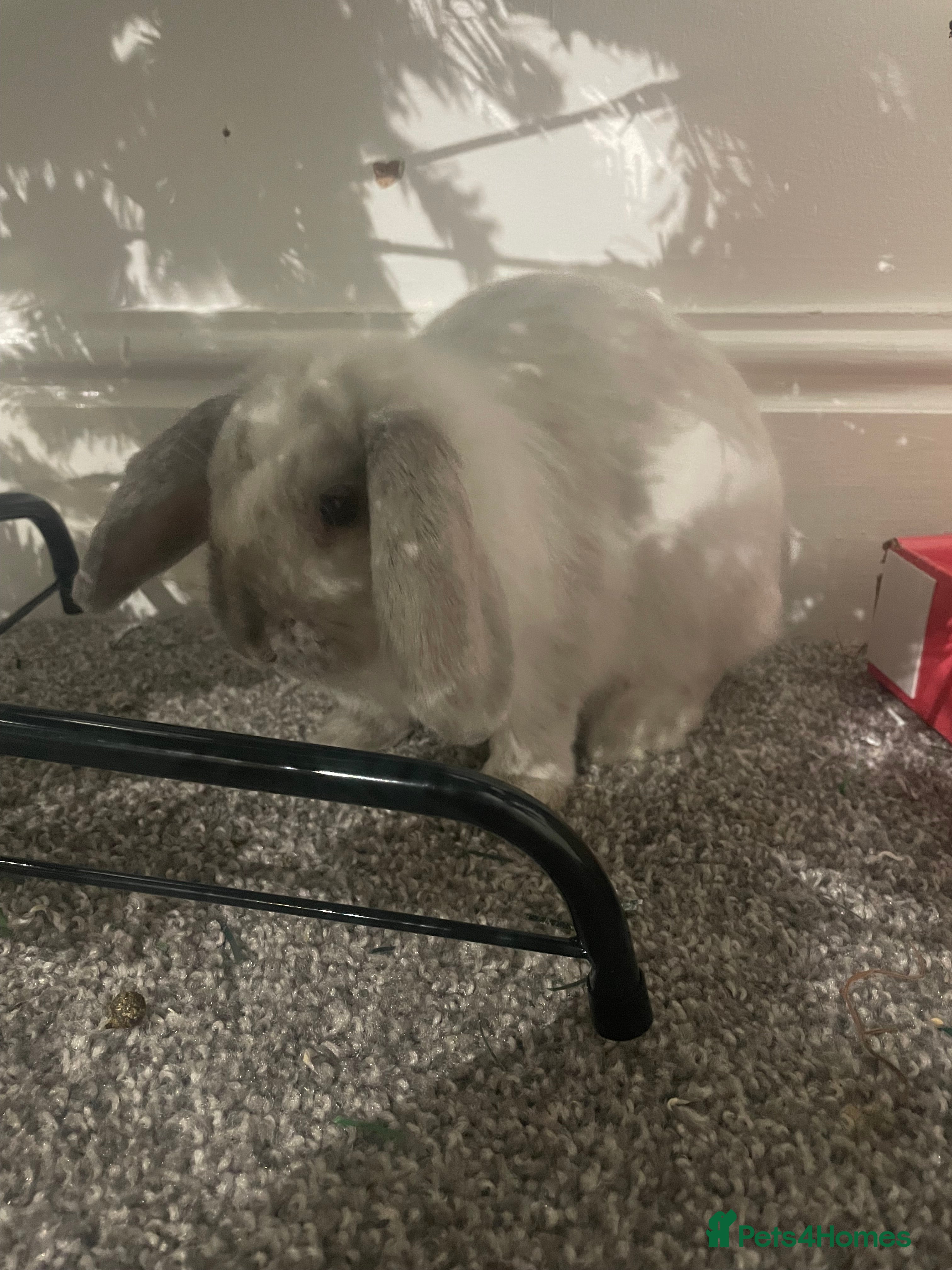 Mini Lop rabbits Thumper the Rabbit  - Advert 15