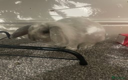 Mini Lop rabbits for sale: Thumper the Rabbit  - Advert 1