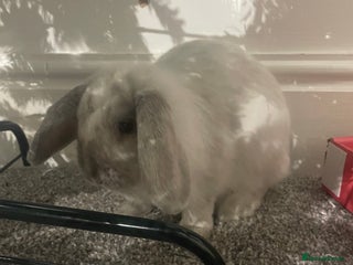 Mini Lop rabbits Thumper the Rabbit - Advert 1