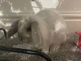 Mini Lop rabbits Thumper the Rabbit in Mexborough - Advert 6