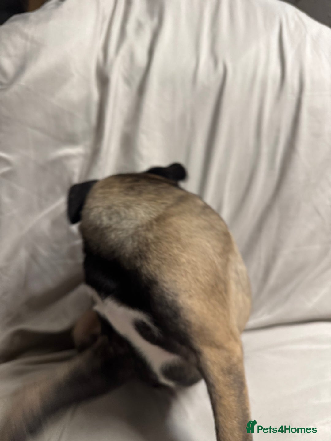 Mixed Breed dogs for sale: Belgian shepherd cross puppies - Advert 3