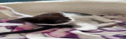 Mixed Breed cats for sale: 2 black and white kittens  in Highbridge - Advert 6