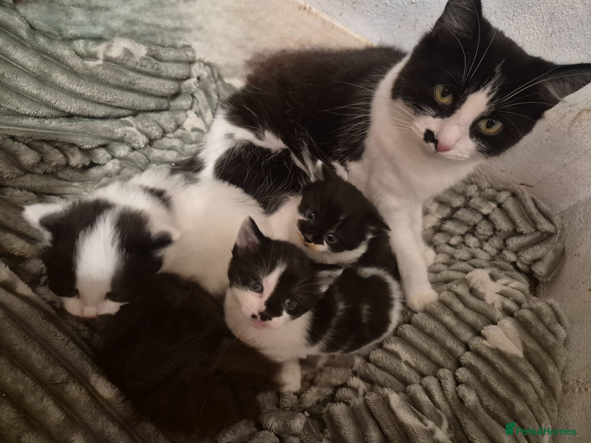 Mixed Breed cats 3 beautiful kittens - Advert 1