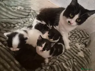 Mixed Breed cats 3 beautiful kittens - Advert 1