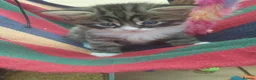 Mixed Breed cats for sale: ❤️Tiny Paws, Big Hearts Ready for Loving Home soon - Advert 7