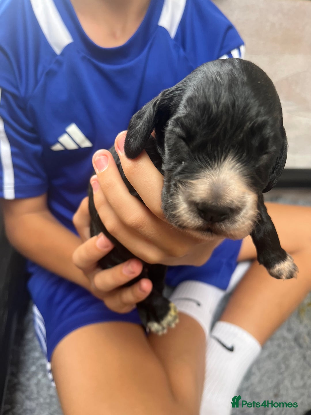 Cocker Spaniel dogs for sale: Beautiful Working Cocker Spaniel Puppies for Sale - Image 23