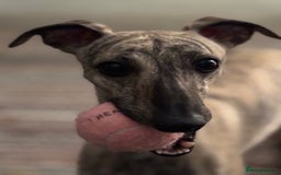 Whippet dogs for sale: Adorable KC reg Whippet puppies 🩷💙 - Image 12