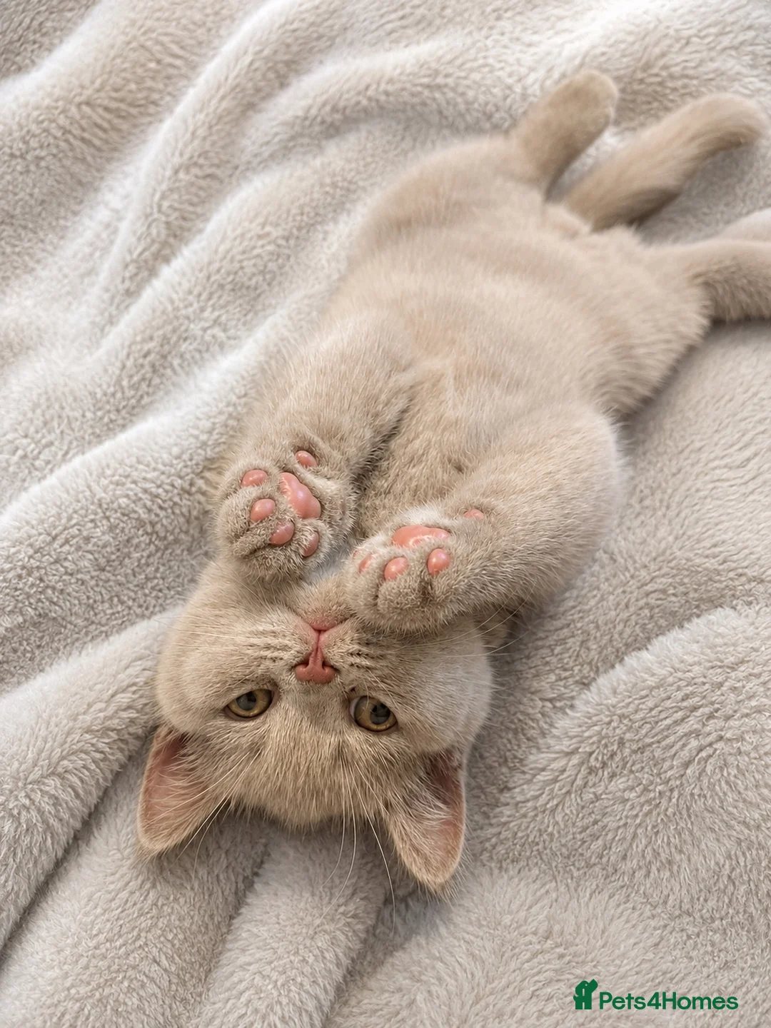 British Shorthair cats for sale: Supreme Champion Line British Shorthair Kittens - Advert 1