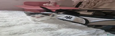 Mixed Breed 4