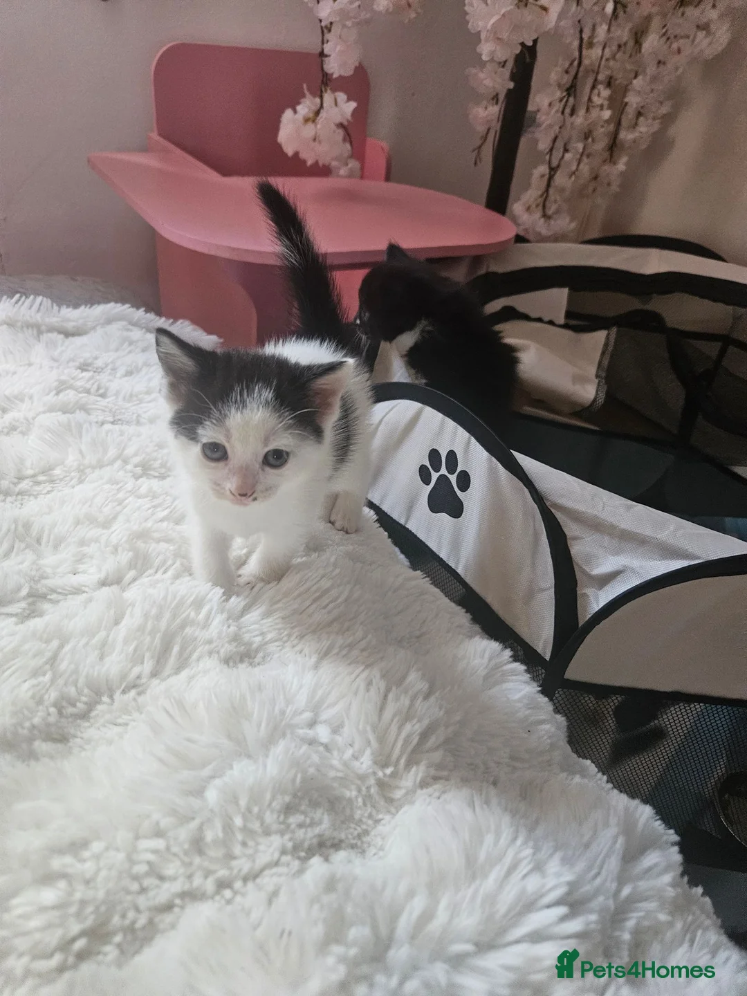 Mixed Breed cats for sale: Kittens looking for a good forever home - Advert 2