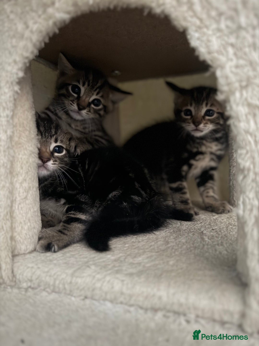 Bengal cats for sale: X Bengal Kittens x5 available   - Image 7