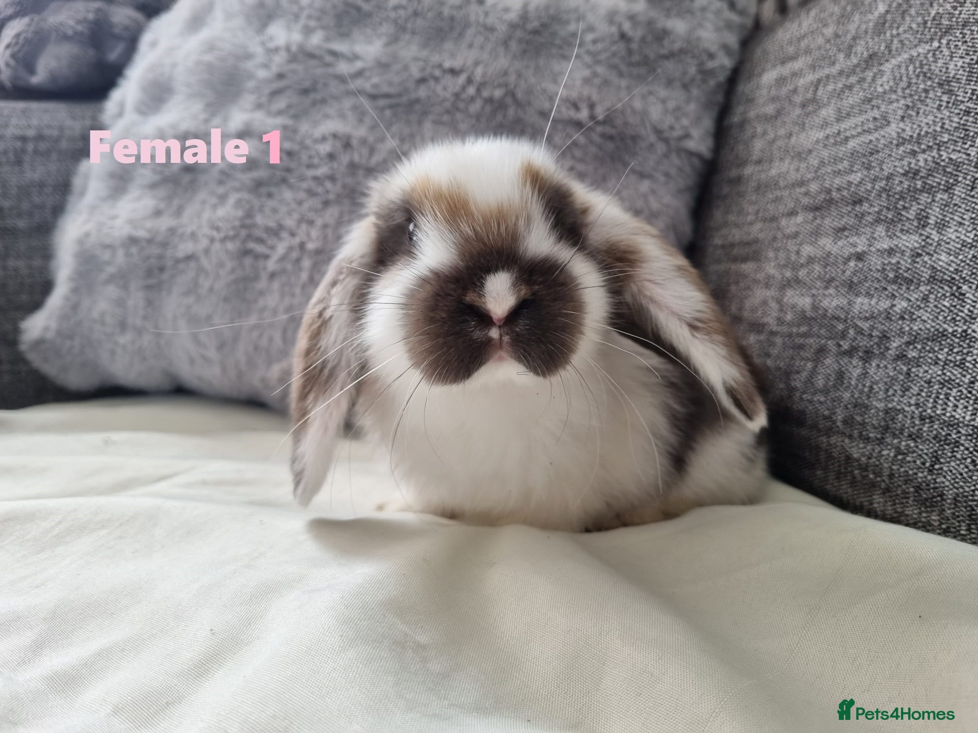 Mini Lop rabbits French x Mini Lop kits looking for new homes! - Advert 2
