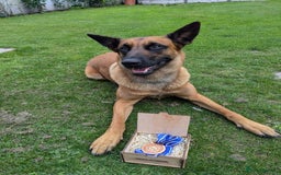 Belgian Shepherd Dog dogs for sale:  Belgian Malinois Puppies  in Telford - Image 5