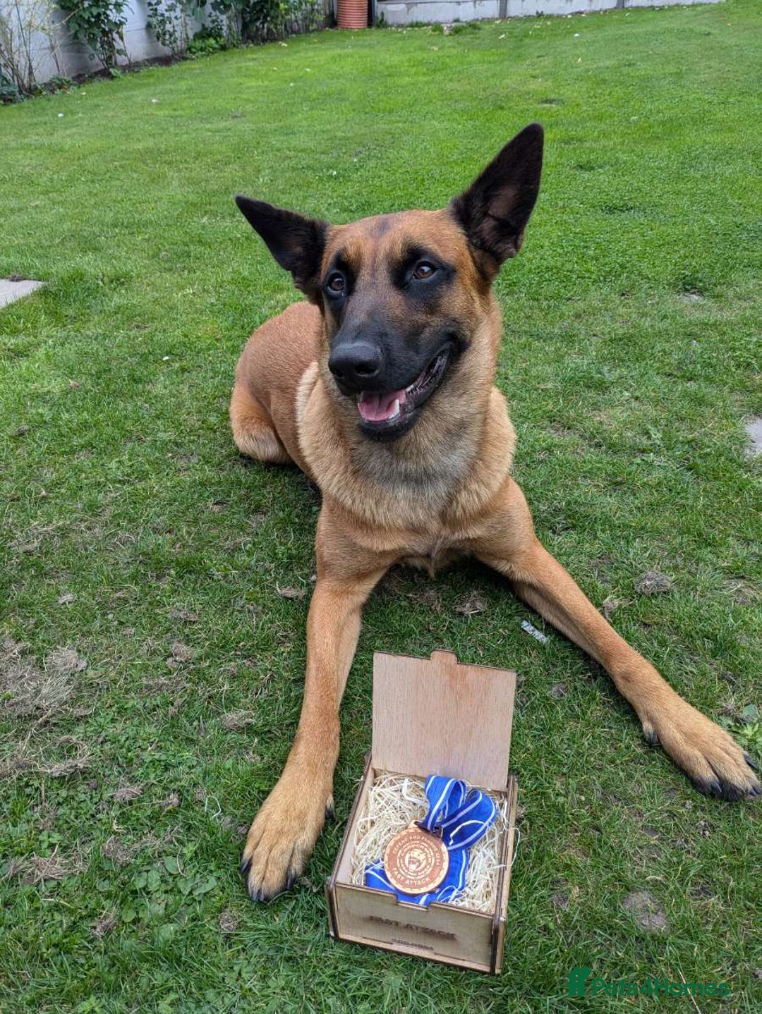 Belgian Shepherd Dog dogs for sale:  Belgian Malinois Puppies  in Telford - Image 5