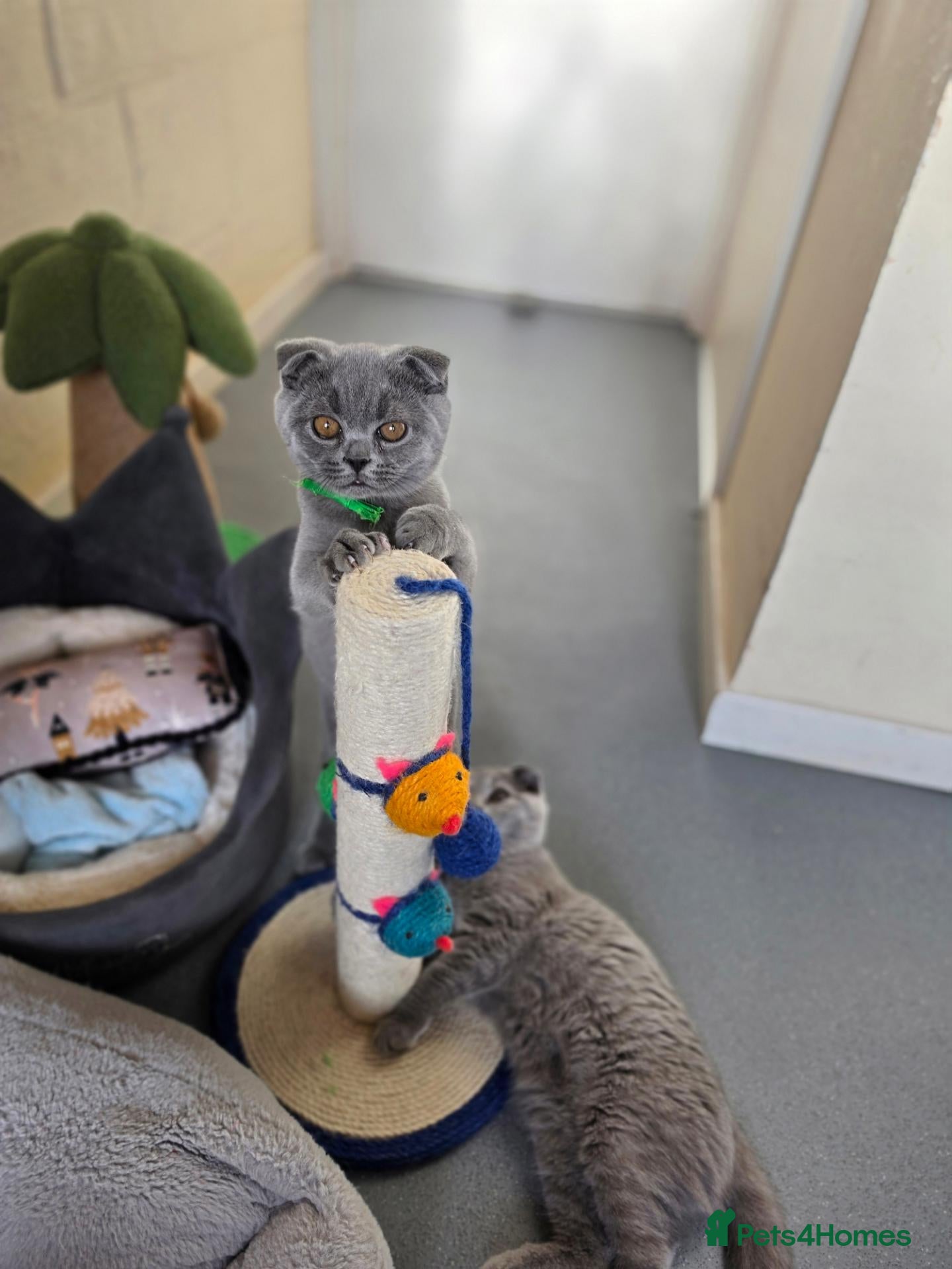 British Shorthair cats 1 boy💙and 2 girls left💚🧡 - Advert 16