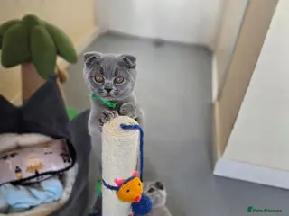 British Shorthair cats 1 boy💙and 2 girls left💚🧡 - Advert 16