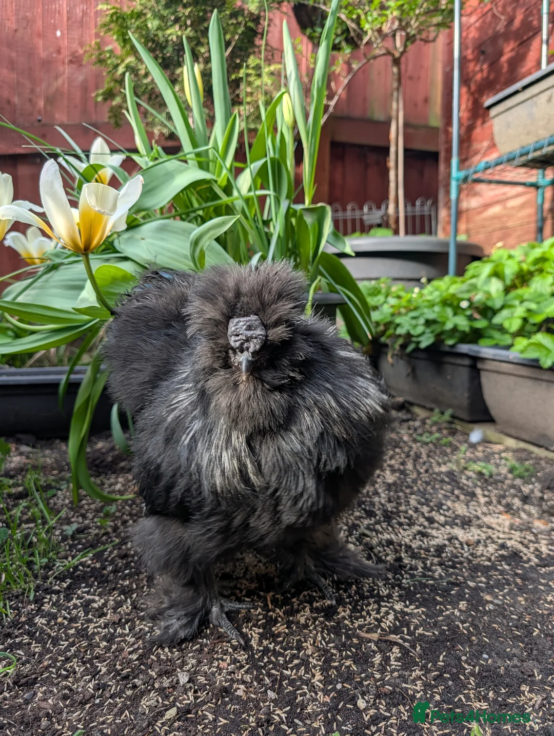 Chickens poultry for sale: Silkie cockerel in Newcastle upon Tyne - Advert 2