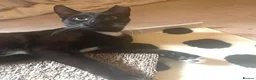 Mixed Breed cats for adoption: VIXEN - Advert 9