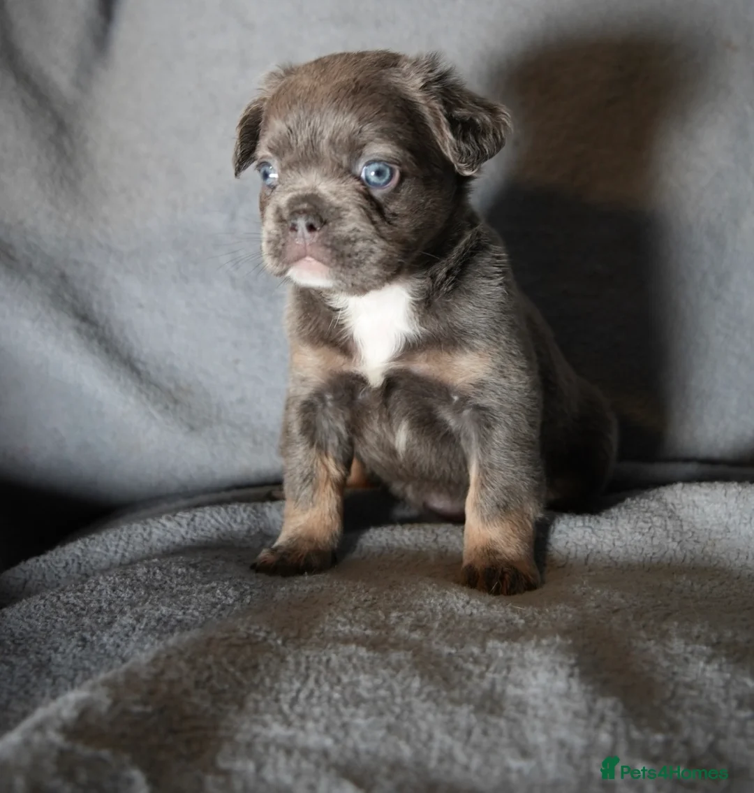 French Bulldog dogs for sale:  REDUCED BEAUTIFUL FLUFFY FRENCHIES💜 - Advert 9